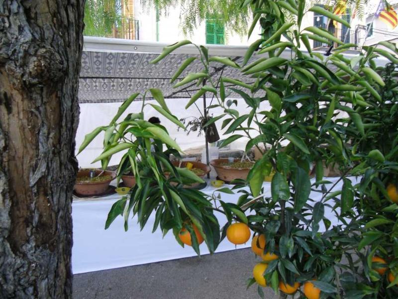 Finca Son Olive Selva (Mallorca) Exterior foto